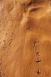 Bird tracks in the quarry