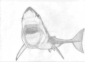 Shark (Grayscale)