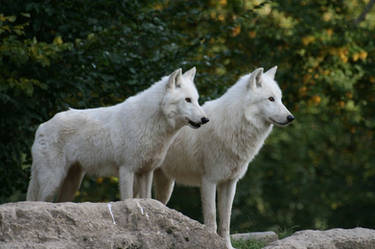 Two curious artic wolves
