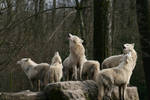artic wolves howling