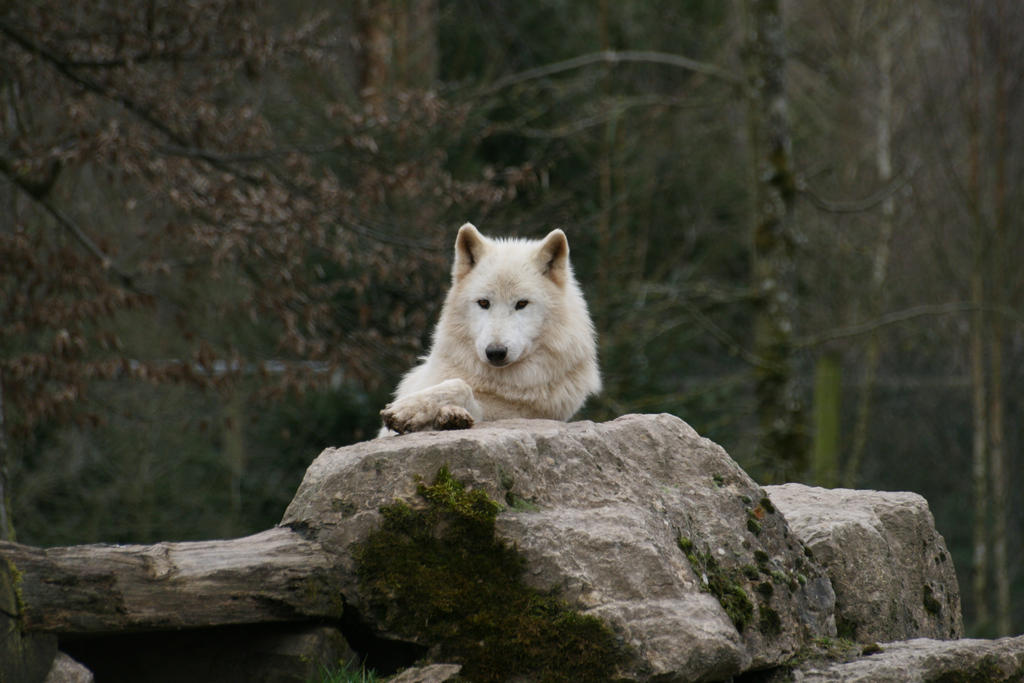 Quiet arctic wolf