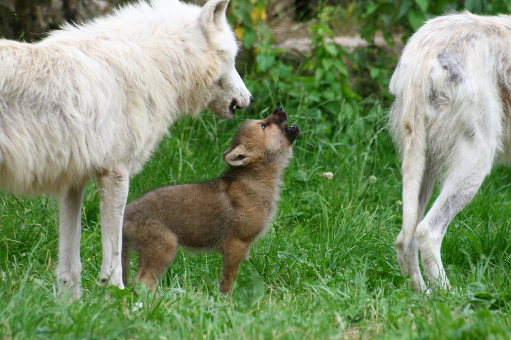 Image result for Wolf Pup Howls