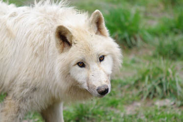 young arctic wolf