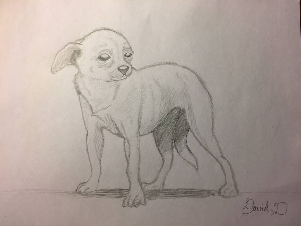 A Simple Chihuahua Sketch By David Devik On Deviantart A Simple Chihuahua Sketch By David Devik On Deviantart