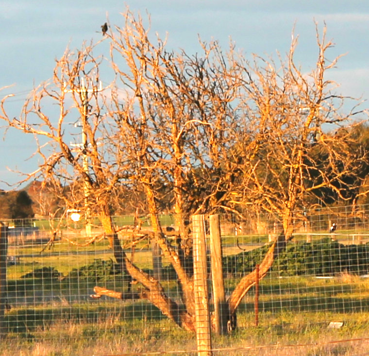 Treetop Bird