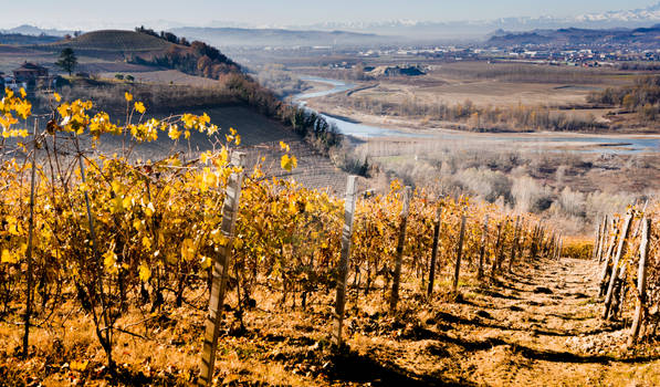 Vineyards in Langhe, piedmont Italy