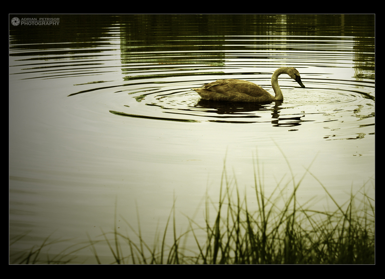 lonely swan