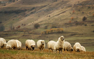 sheep by adypetrisor