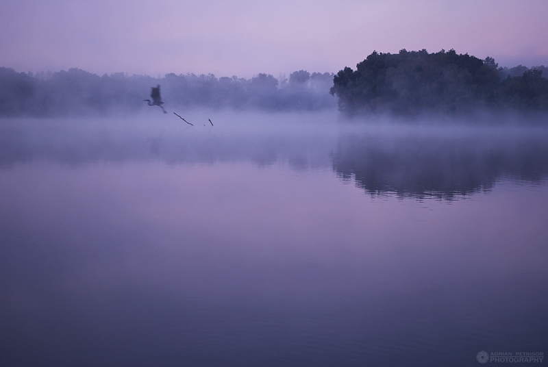 Foggy delta