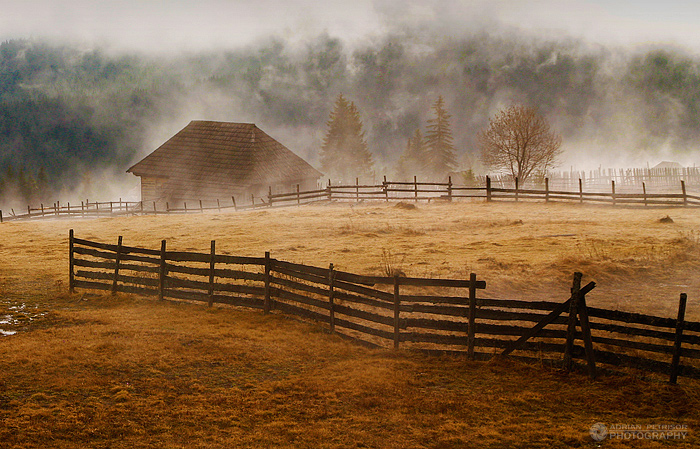 Foggy morning I