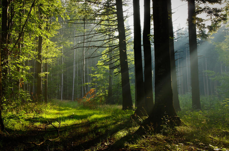 Misty forest