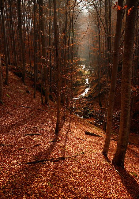 red forest III