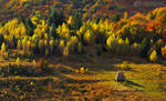 Autumn colors in Apuseni Mountains 8 by adypetrisor