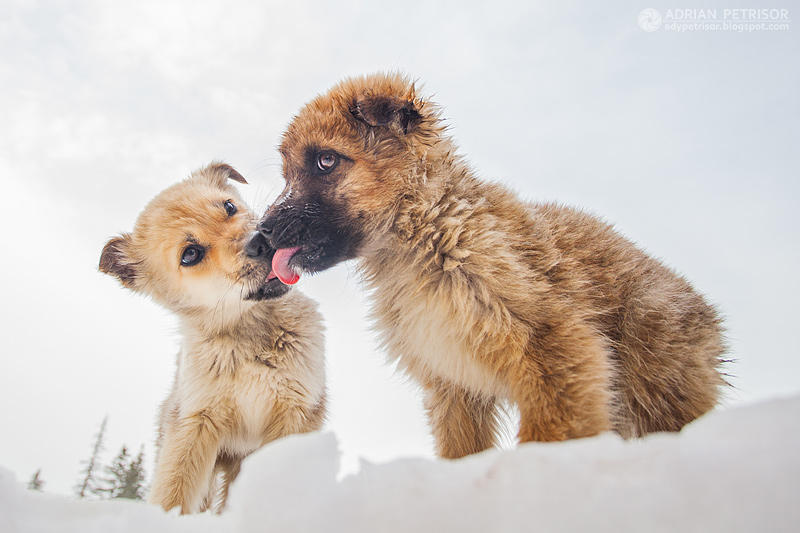 French kiss by adypetrisor French kiss by adypetrisor