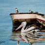 Pelican and friends