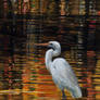 Egret