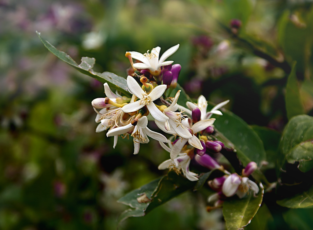 Tangerine-tree Blossoming