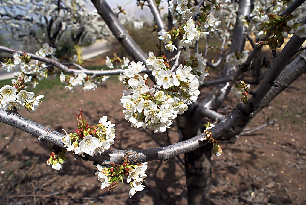 Blossoming