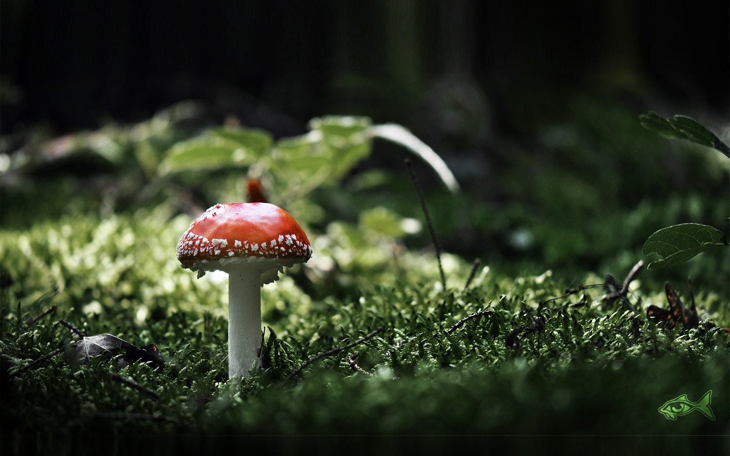 Red Mushroom Wallpaper