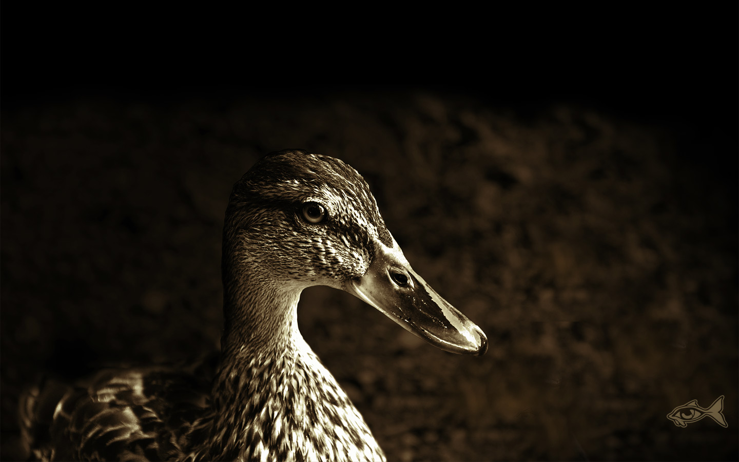 Portrait of a Duck Wallpaper