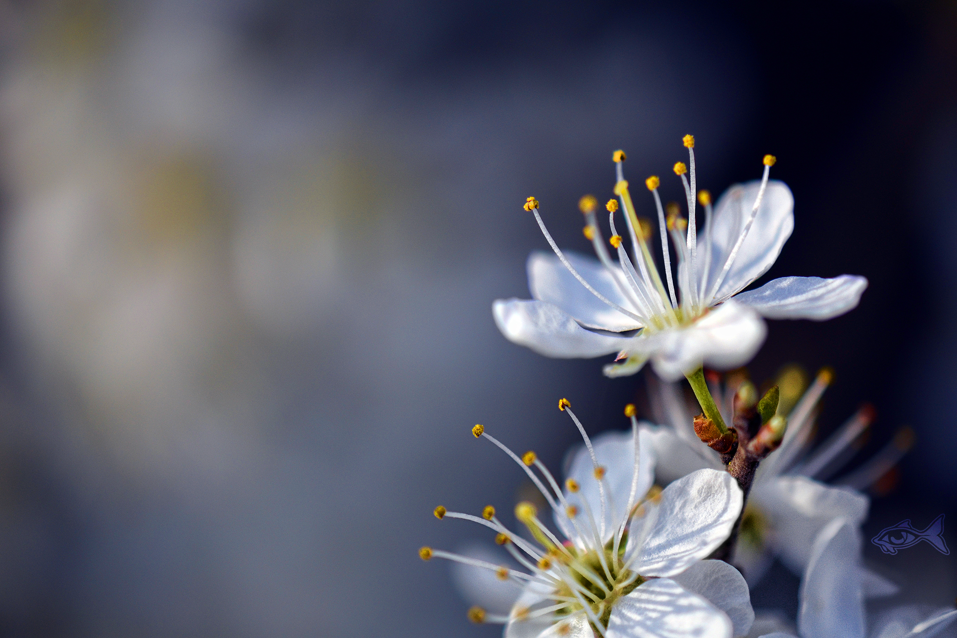 Bloomy Trees 2