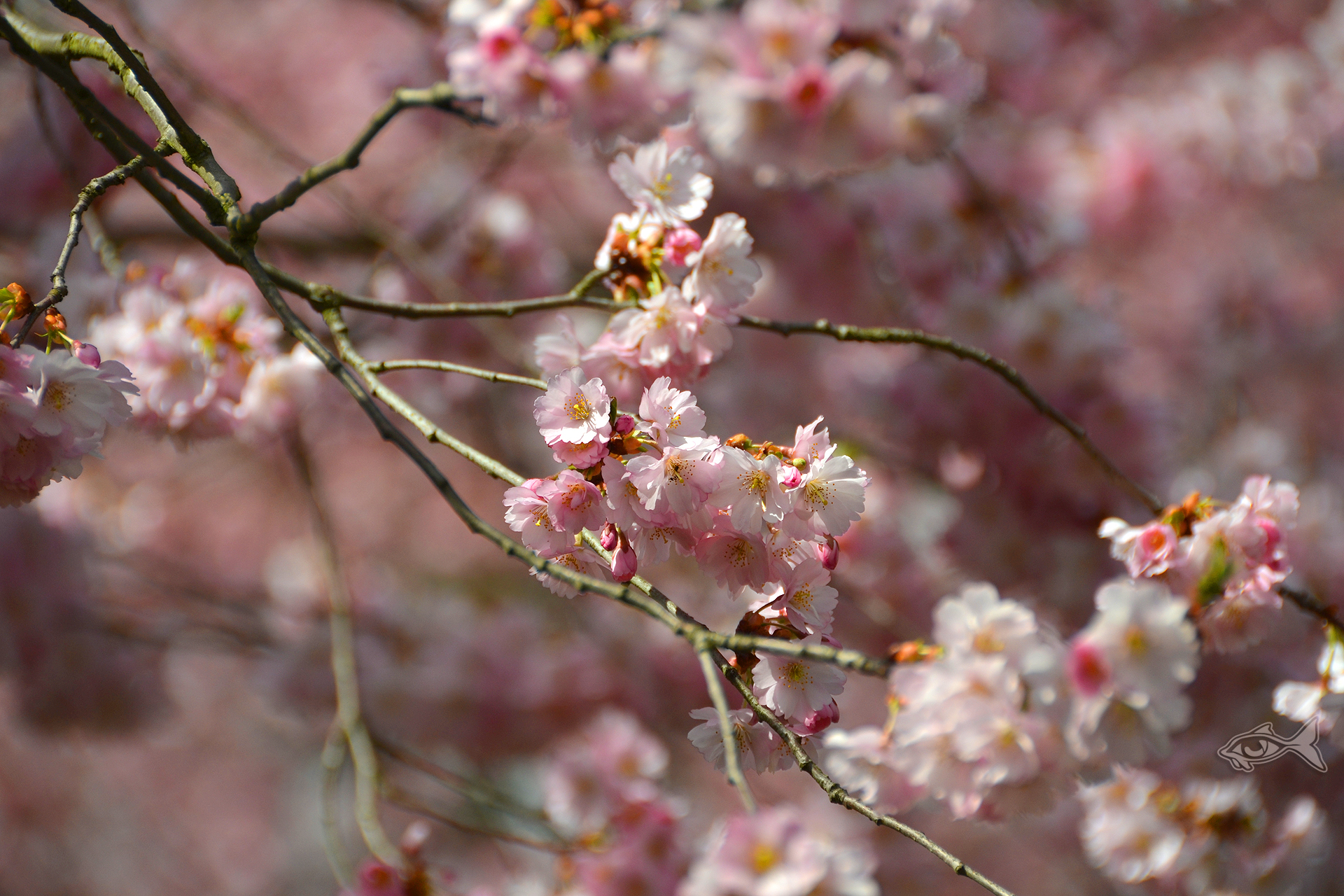 Cherry Blossoms 2