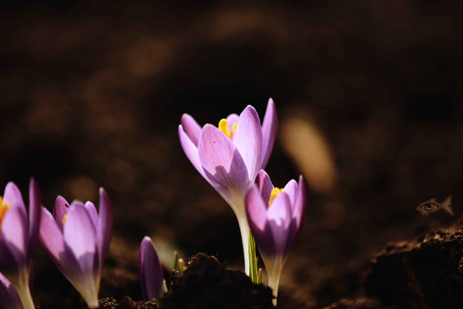 Crocus