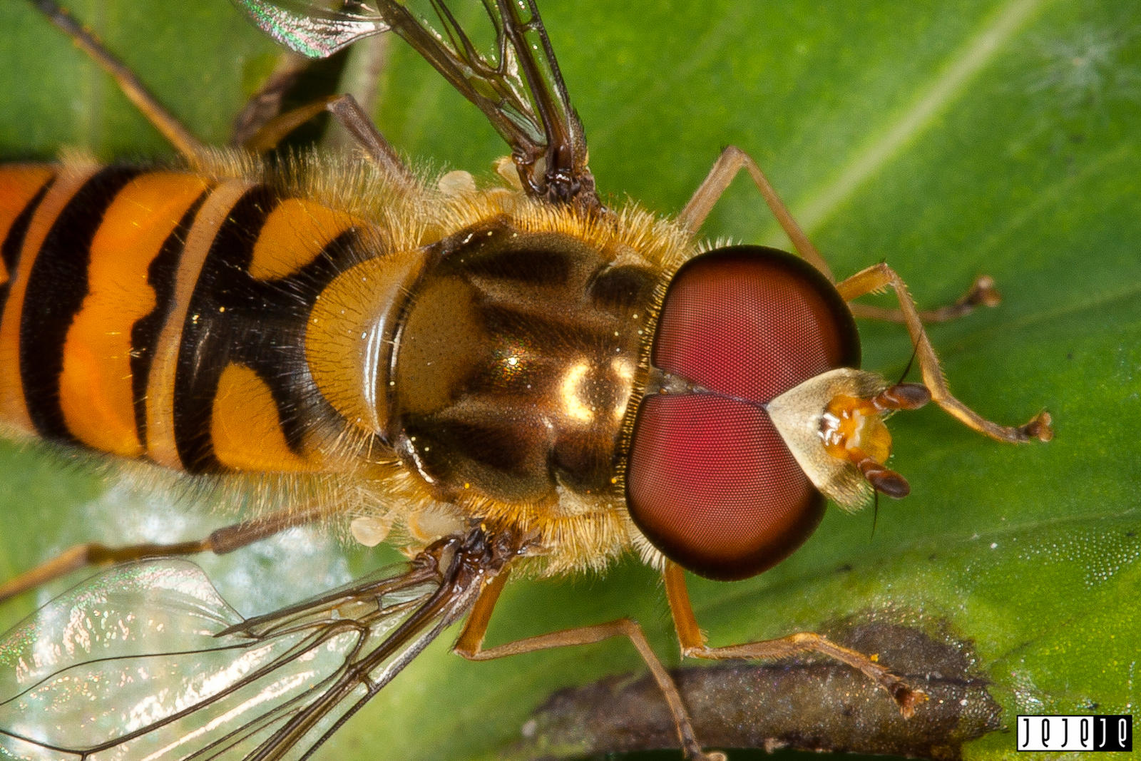 Hoverfly by jeje-je on DeviantArt