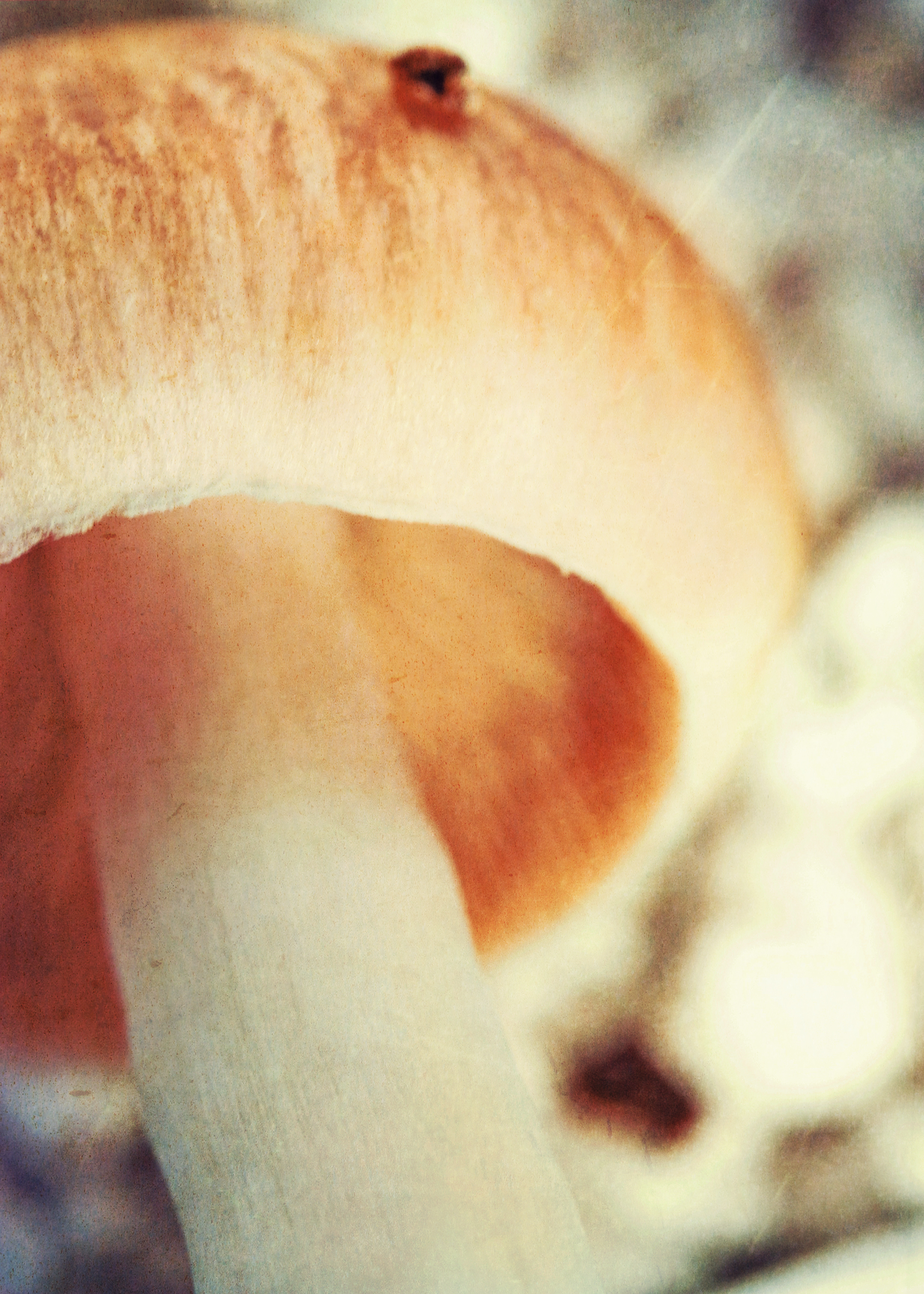 fungi