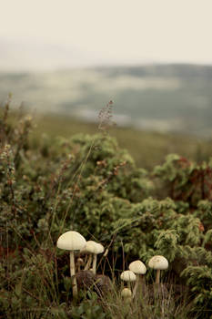 Lovely mushrooms