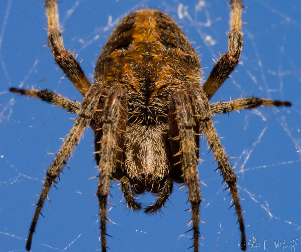 Atacking Spider Spider Attack by mikemcnary on DeviantArt