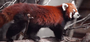 Red Panda