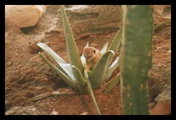 Meerkat Drinking Water