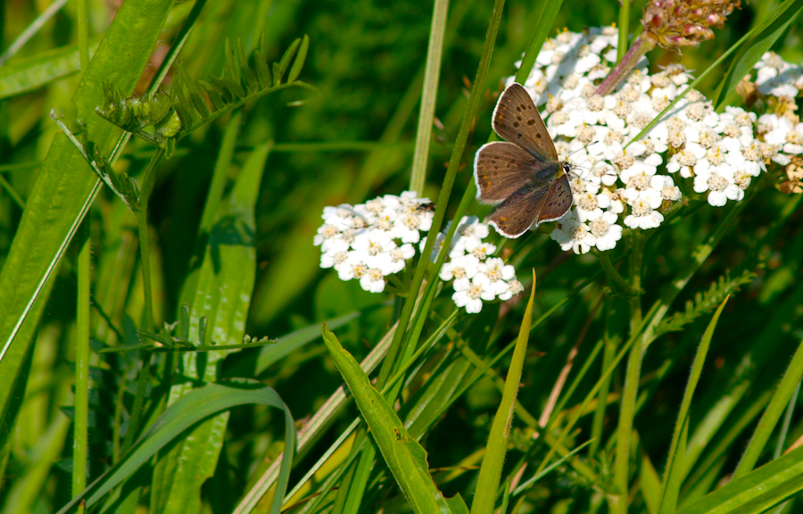 butterfly 2