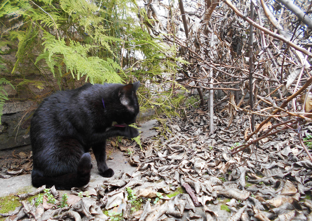 Gato Negro