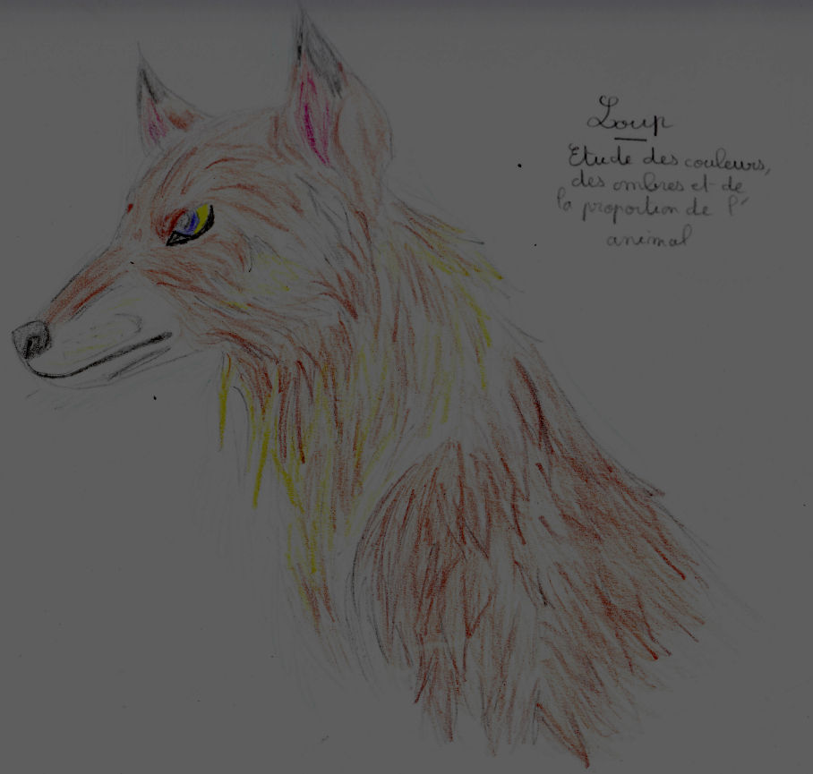 Loup Dessin Sur Papier Au Crayon By Vita Tani On Deviantart