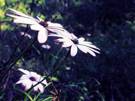 A Nook Of Flowers