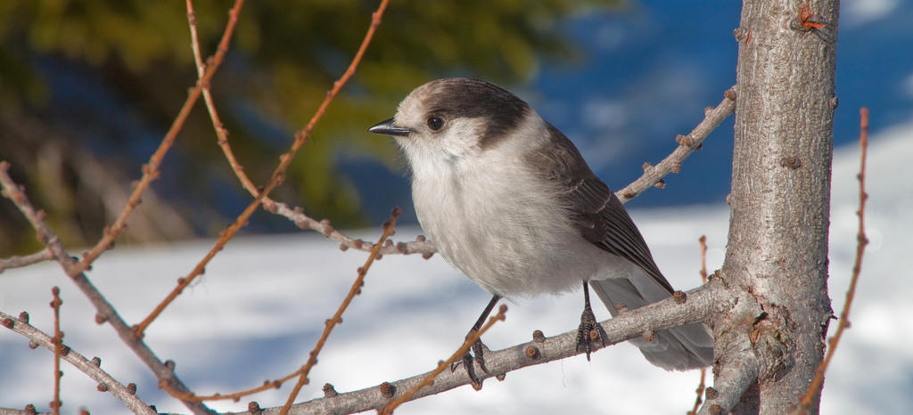 Gray Jay on a branch