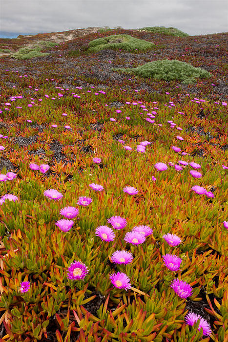 Point Reyes Spring Flowers Beach Flowers, Point Reyes, California by freixas on DeviantArt