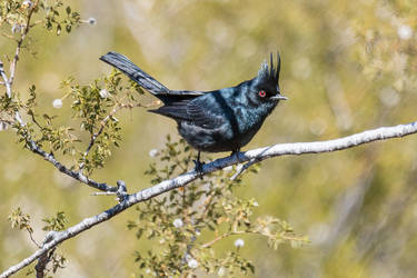 Phainopepla, Near Why, AZ