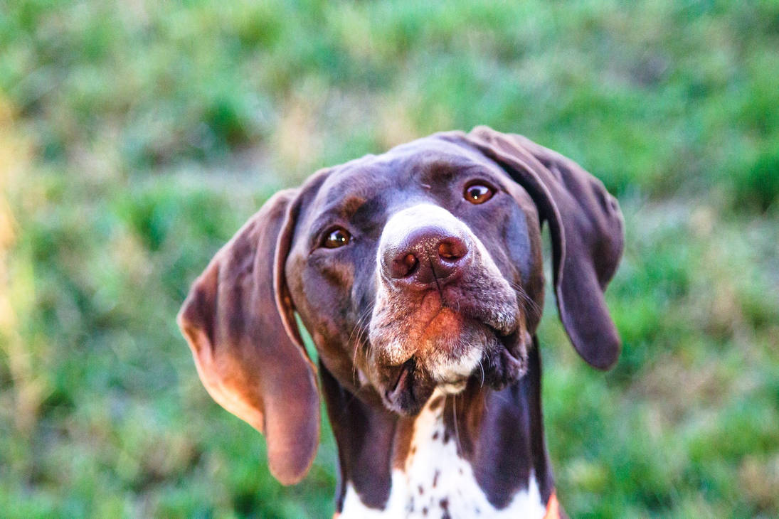 Ruby- German Shorthair Pointer by Sundust8 on DeviantArt