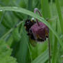 Peeking bumble bee