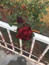 Red Rose Full HD