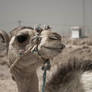 Young dromedary