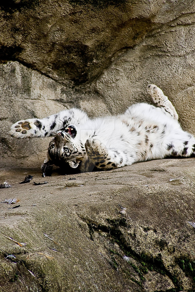 Snow Leopard