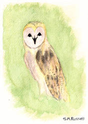 Barn Owl