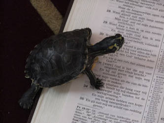 Some heavy literature for a turtle