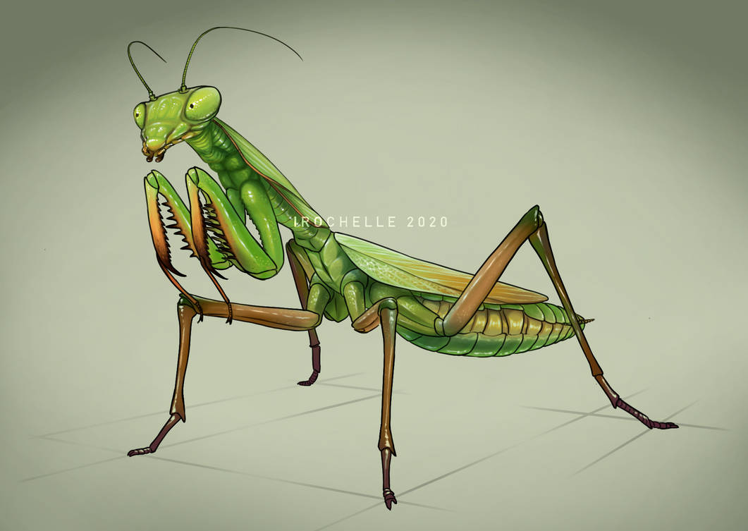 Mantis Study by Irochelle on DeviantArt