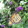 Butterflies: Monarch 2