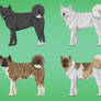 American Akita Import Sheet 1 *SOLD*